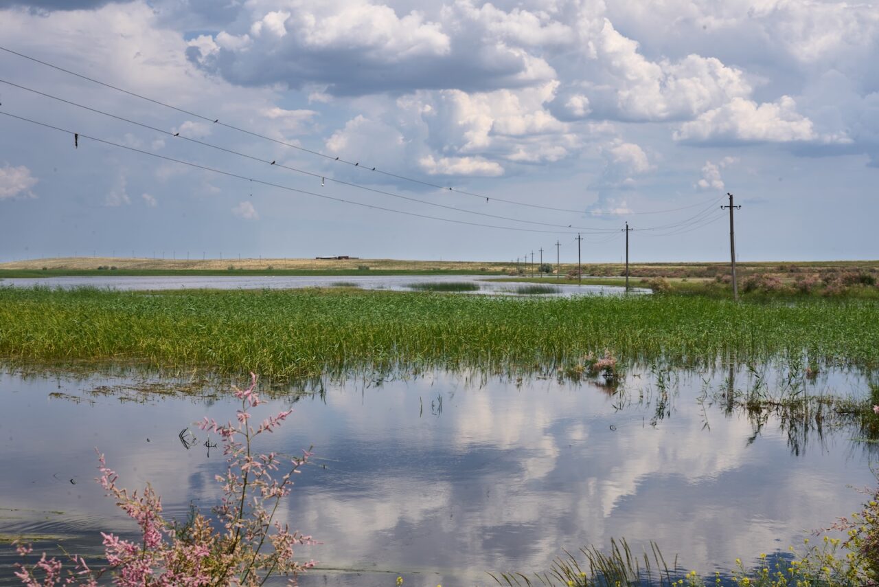 «Кедр»